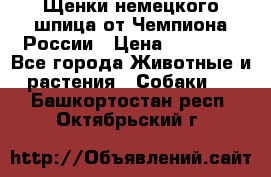 Щенки немецкого шпица от Чемпиона России › Цена ­ 50 000 - Все города Животные и растения » Собаки   . Башкортостан респ.,Октябрьский г.